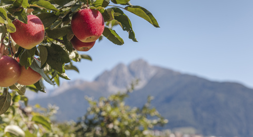 Idmsüdtiroler Apfelkonsortiummanuel Kottersteger Appels