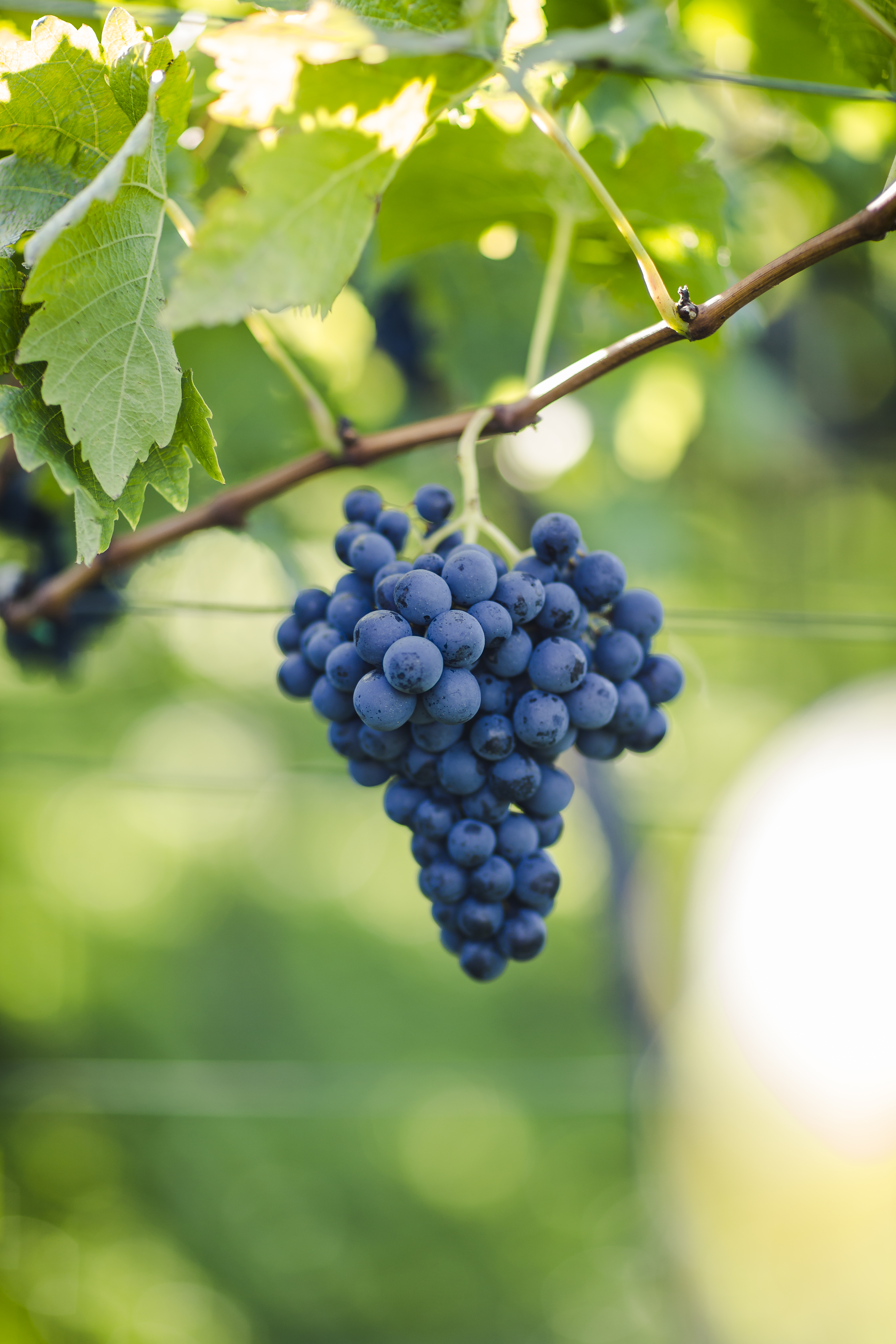Idmsüdtirol Weinflorian Andergassen Vernatsch