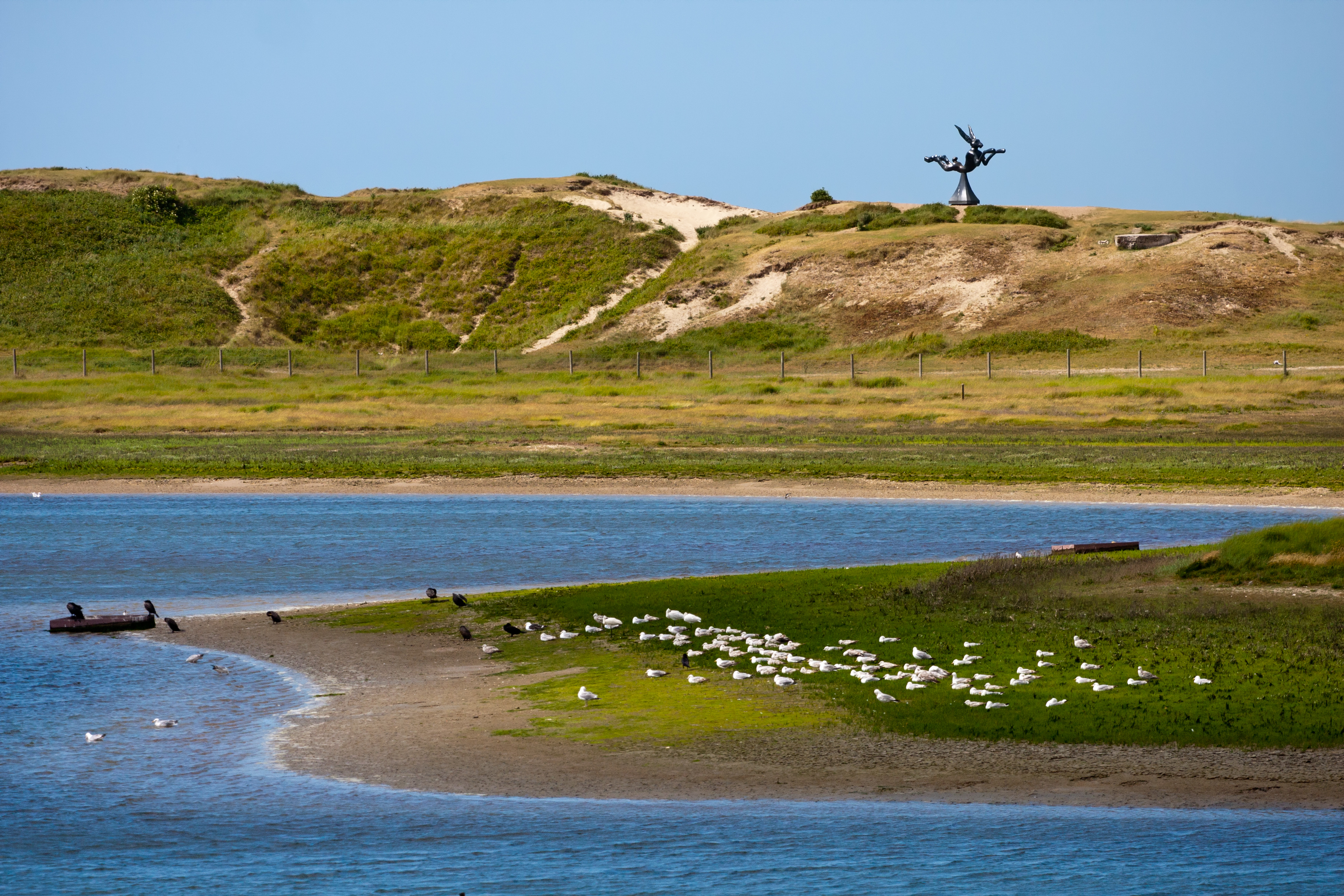 Vlaanderen 2 Vogels Het Zwin Shutterstock 1094188577